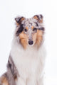 Rough Collie Dog Wall Decal