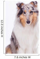 Rough Collie Dog Wall Decal