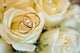 Wedding Rings Close-up Wall Decal