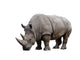 Rhino Wall Decal