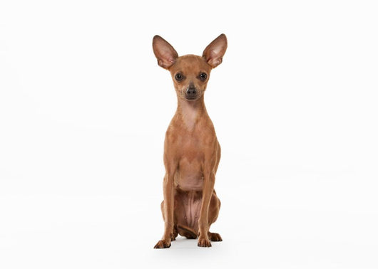 Russian Toy Terrier Puppy Wall Decal