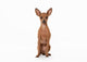 Russian Toy Terrier Puppy Wall Decal