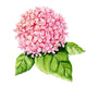 Pink Hydrangea Watercolor Wall Decal