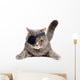 Pirate cat Wall Decal