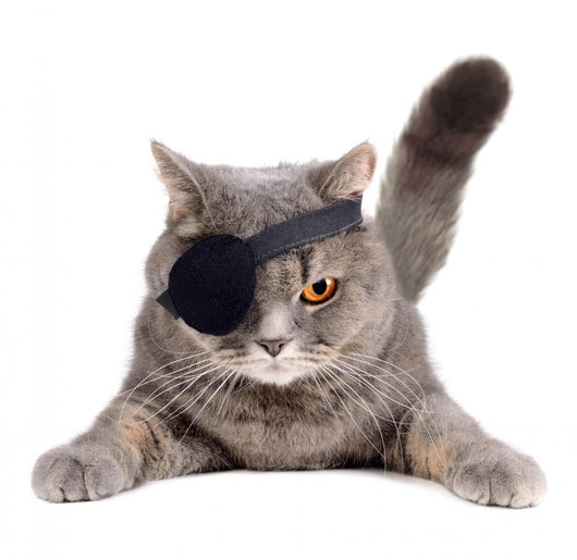 Pirate Cat Wall Decal