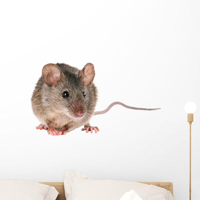 Field Mouse Wall Decal shown on a wall