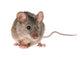 Field Mouse Wall Decal