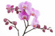 Violet Orchid Flower Wall Decal