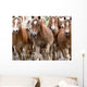 Haflinger Horses Wall Mural