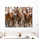 Haflinger Horses Wall Mural