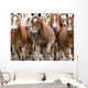 Haflinger Horses Wall Mural