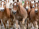 Haflinger Horses Wall Decal