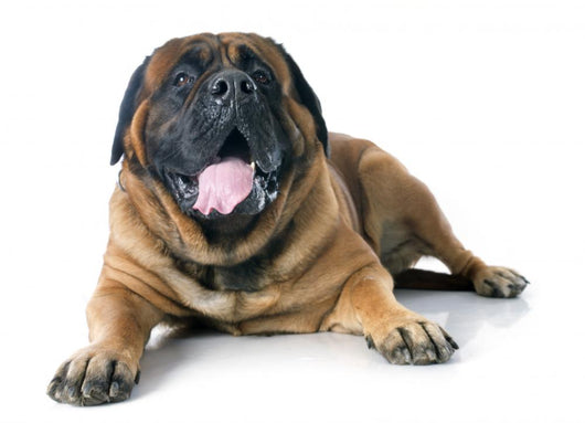 Mastiff Wall Decal