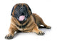 Mastiff Wall Decal