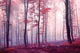 Fantasy Autumn Color Forest Wall Decal