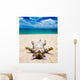 cat on beach Wall Mural