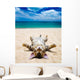 cat on beach Wall Mural