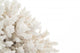White Coral Wall Decal