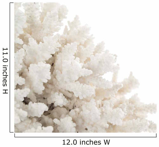 White Coral Wall Decal