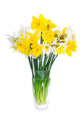 Daffodil Wall Decal