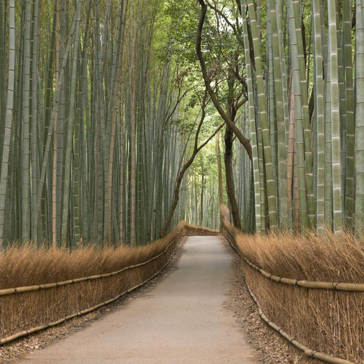 Kyoto Bamboo Grove Wall Decal
