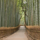 Kyoto Bamboo Grove Wall Decal