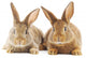 Rabbits Wall Decal