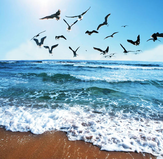 Sea Gulls Wall Decal