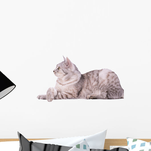 Gray Tabby Cat European Wall Decal