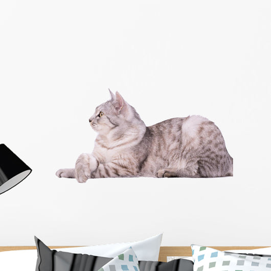 Gray Tabby Cat European Wall Decal