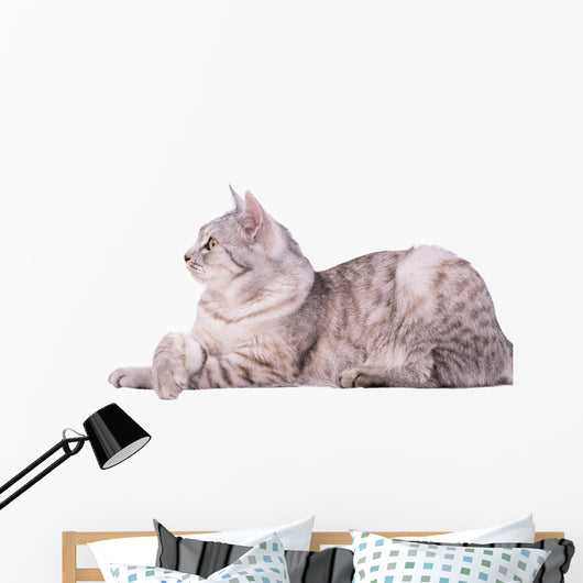 Gray Tabby Cat European Wall Decal