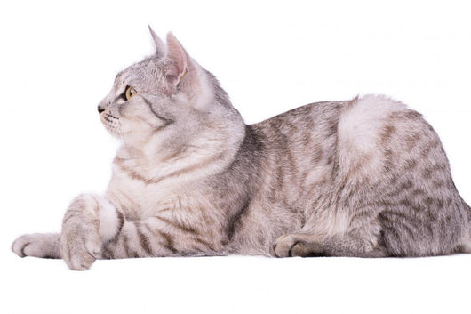 Gray Tabby Cat European Wall Decal