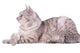Gray Tabby Cat European Wall Decal