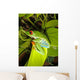 Red-eyed Tree Frog Wall Decal 5