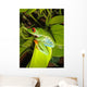 Red-eyed Tree Frog Wall Decal 5