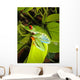 Red-eyed Tree Frog Wall Decal 5