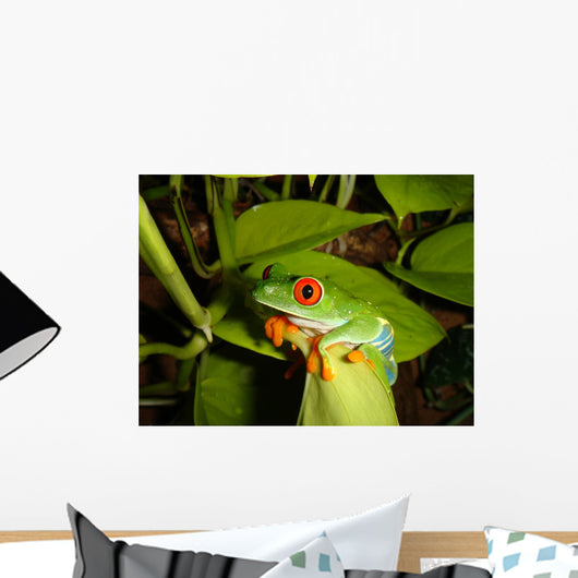 Red-eyed Tree Frog Wall Decal 4