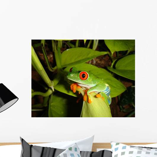 Red-eyed Tree Frog Wall Decal 4