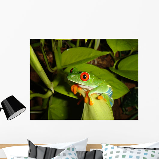 Red-eyed Tree Frog Wall Decal 4
