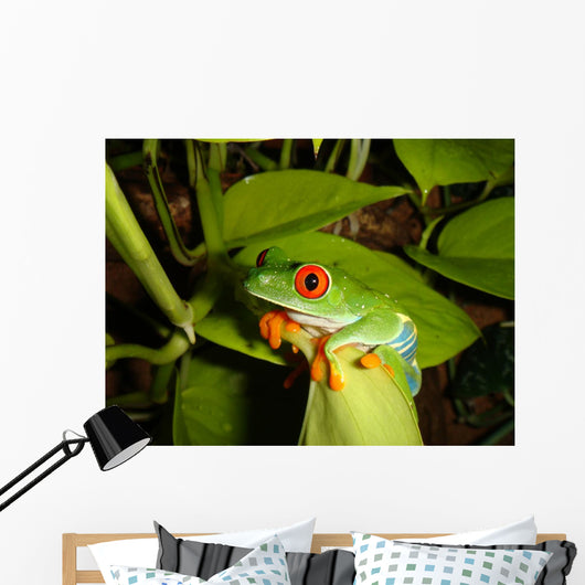 Red-eyed Tree Frog Wall Decal 4