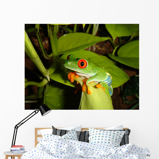 Red-eyed Tree Frog Wall Decal 4