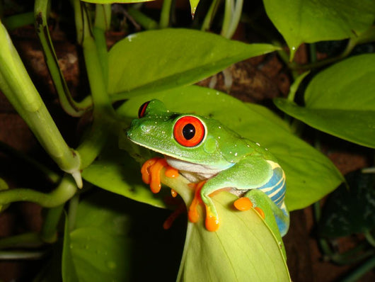 Red-eyed Tree Frog Wall Decal 4