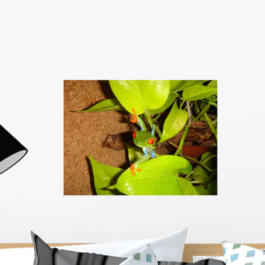 Red-eyed Tree Frog Wall Decal 3