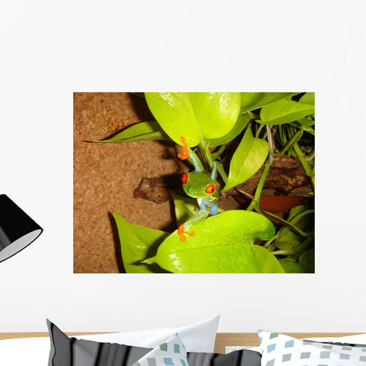 Red-eyed Tree Frog Wall Decal 3
