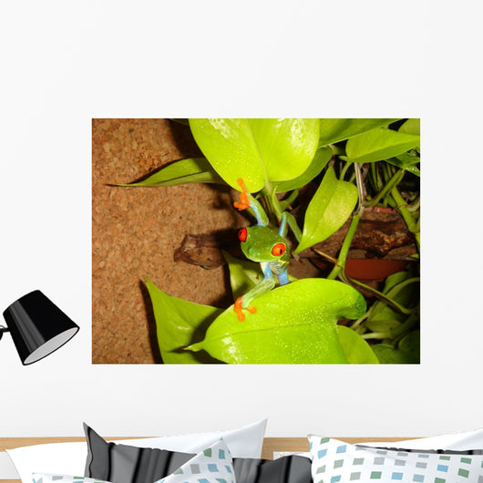 Red-eyed Tree Frog Wall Decal 3