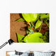 Red-eyed Tree Frog Wall Decal 3
