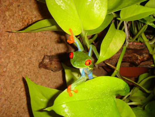 Red-eyed Tree Frog Wall Decal 3