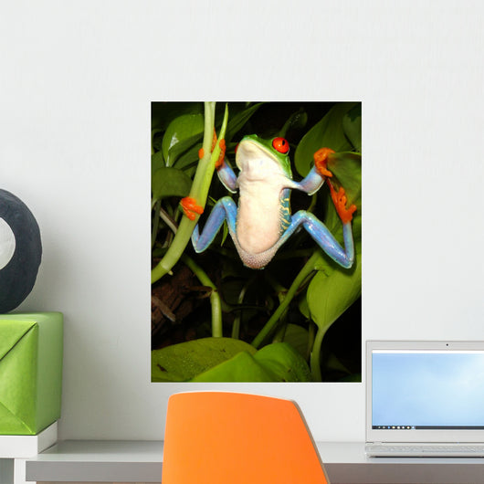 Red-eyed Tree Frog Wall Decal 2