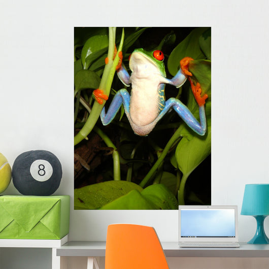 Red-eyed Tree Frog Wall Decal 2