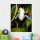 Red-eyed Tree Frog Wall Decal 2